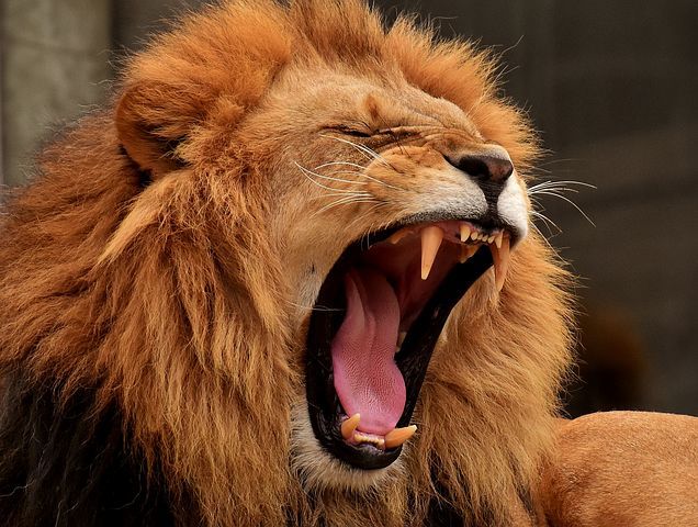 lion
lions
colère